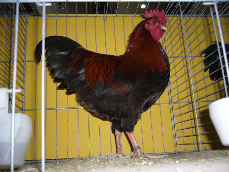 Hannover 2008 361.jpg - Zwerg Sussex wildbraun von Andreas Neudecker Preis HV 96 MB